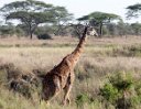 Oxpeckers (birds) pecking a giraffe -- does that make them giraffepeckers?