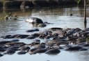 Hippos seem to be very social animals. But you don't want to get downwind from their pool. They do everything there.