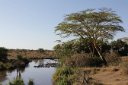 A peaceful hippo pool