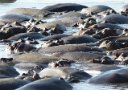 Hippo hotel -- or hippo heaven?