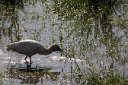 African spoonbill