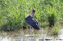 Marabou stork