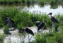 Marabou storks