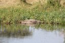 Big crocodile
