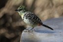 Cute and colorful birdie, but what is he?