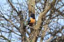 Shelley's starling