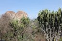 Rocks and candelabra cactus near the park visitor center