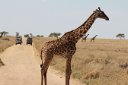 Giraffes
