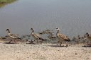 Egyptian geese. Now we know why it's called a goose step.
