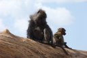 Baboon mother and child