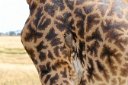 Yellow-billed oxpecker, here "pecking" a giraffe