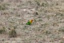 Fischer's lovebird