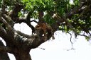 Ol' leopard just hangin' out down in that big tree...