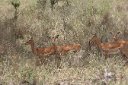 Alert impala