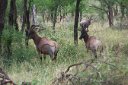 Several topi in the woods