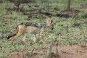 Jackal
