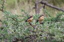Red-rumped (or mosque?) swallows in a very thorny acacia