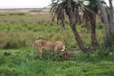 A lioness and her cubs dining in the shade of some palm trees