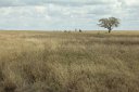 Endless Serengti plain