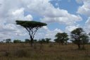 Flat-topped acacia