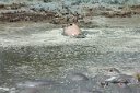 Hippo rolling over to show us her tummy. Yuk.