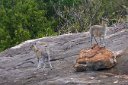 Dainty klipspringers -- Their black hooves make it look like they are standing on their toes.