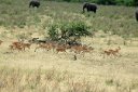 Running impala