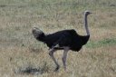 Male ostrich