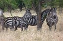 Zebras