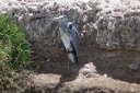 Some kind of heron?