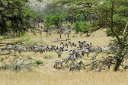 Zebras in the woods
