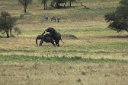 Elephants do it