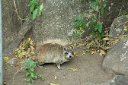 Rock hyrax on a rock, what else?