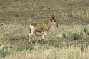 Nursing hartebeest