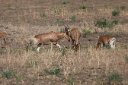 Hartebeest