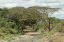 Trees over the road
