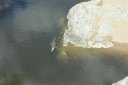 The crocodile