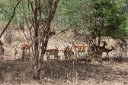 Impala in the woods