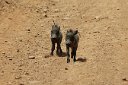 Baby warthogs