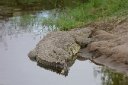 Huge croc