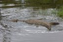 Croc