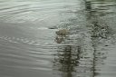 Crocodile coming