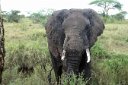 This enormous elephant apparently did not like being photographed, as he followed our car with malevolent intent in his eyes. We left!