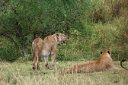 Two of a pride of 16 (sixteen!) lions we saw -- in the rain.