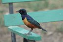 Shelley's starling at the picnic and check-out as we leave Serengeti (sniff...)