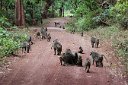 Monkeys
