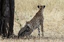 Mammals