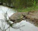 Reptiles