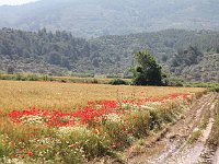 On the way to Tire  Poppies in the fields
