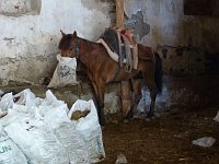 Tire  Horse in the stable